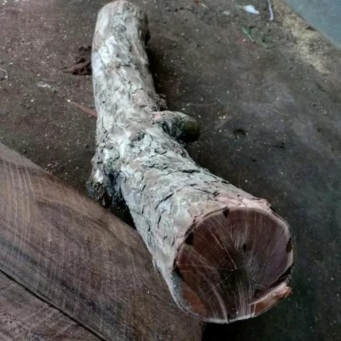 TERLARIS bahan kayu stigi wulung mati ngurak READY STOCK