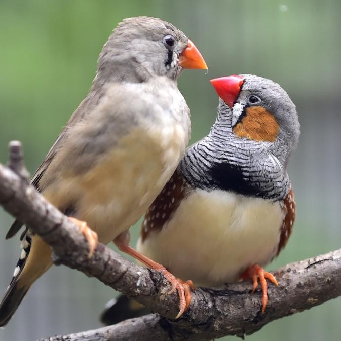 burung zebra finch sepasang aviary