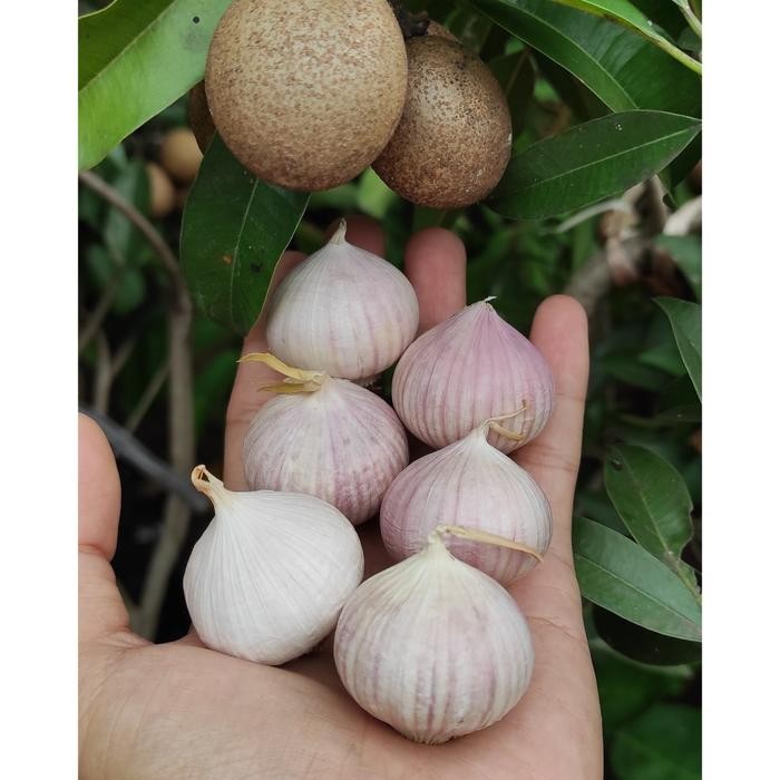 Bawang Putih Tunggal 20 Kg Super Duper King Of Jumbo