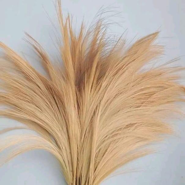 pampas rayung rustic//pampas lokal/bunga dekorasi