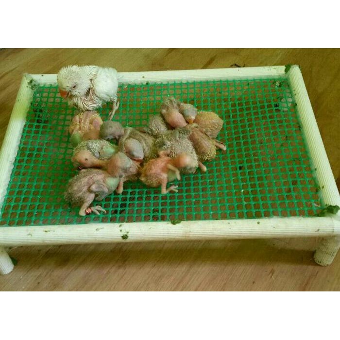 Phoenix Aviary - Alas Piyik / Cindil Lovebird