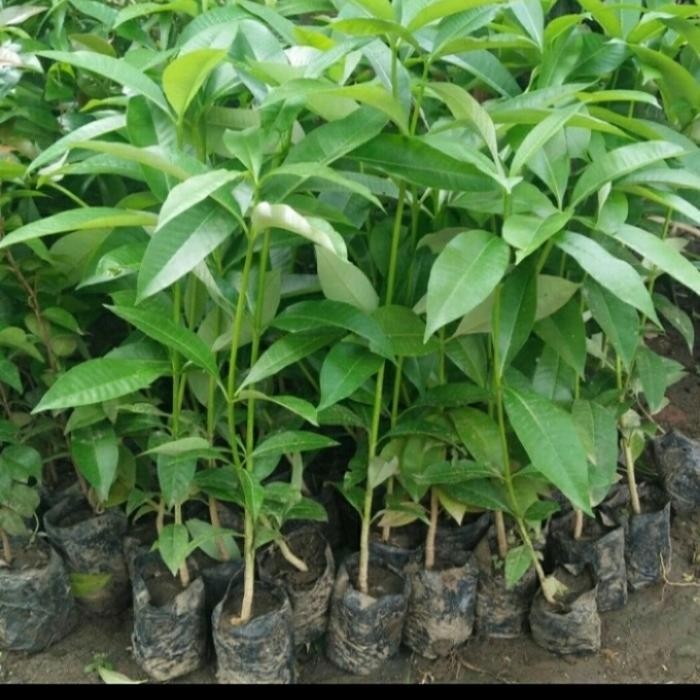 BIBIT POHON PULE PULAI/ BIBIT PULE POHON PENGHIJAUAN BAHAN BONSAI