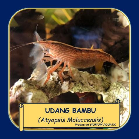 v0w1- Ikan Hias Air Tawar - Udang Bambu Aquascape / Bamboo Shrimp / Atyopsis