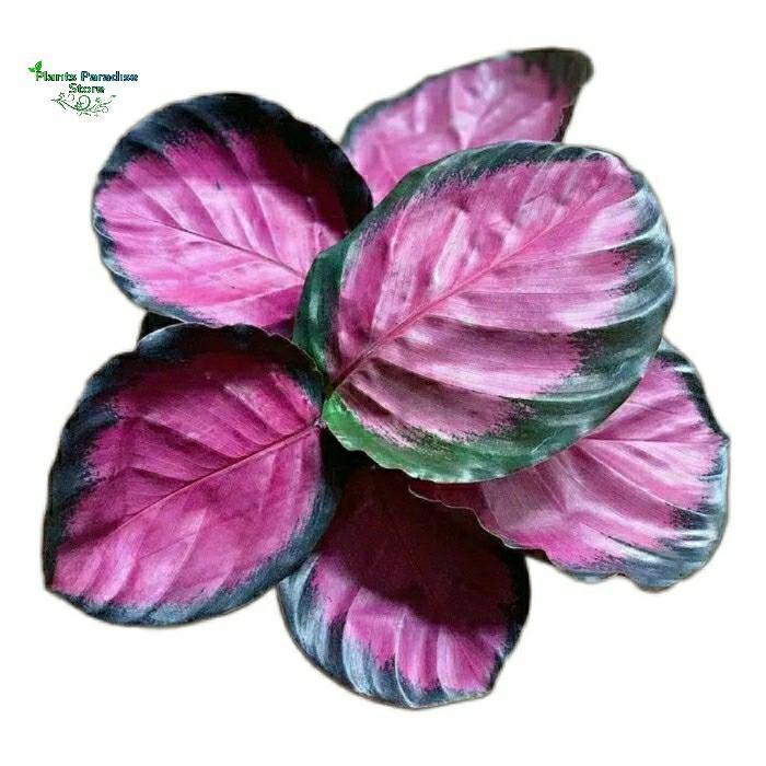 Calathea crimson - tanaman calathea pink - tanaman hias calathea crimson