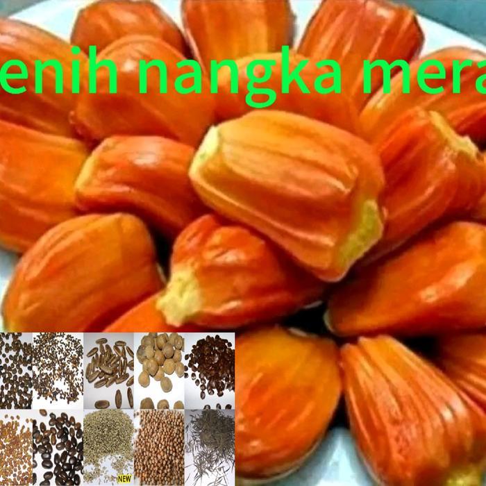 benih tanaman nangka merah super (bbt)