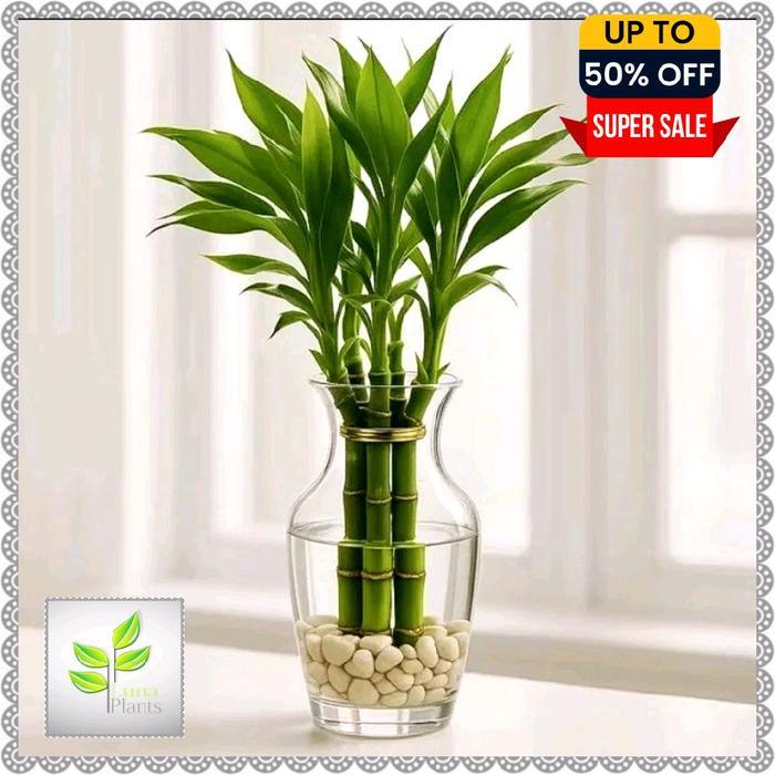 Rupa_Bagus Paket 3 Bambu Hoki Media Air - Bambu Hoki Varigata - Bambu Hoki Kuning - Bambu Hoki Hijau