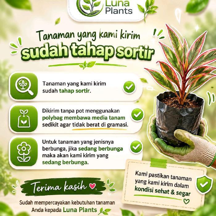 Rupa_Bagus Bunga Air Mata Pengantin Bung Merah - Bibit Tanaman Bunga Rambat