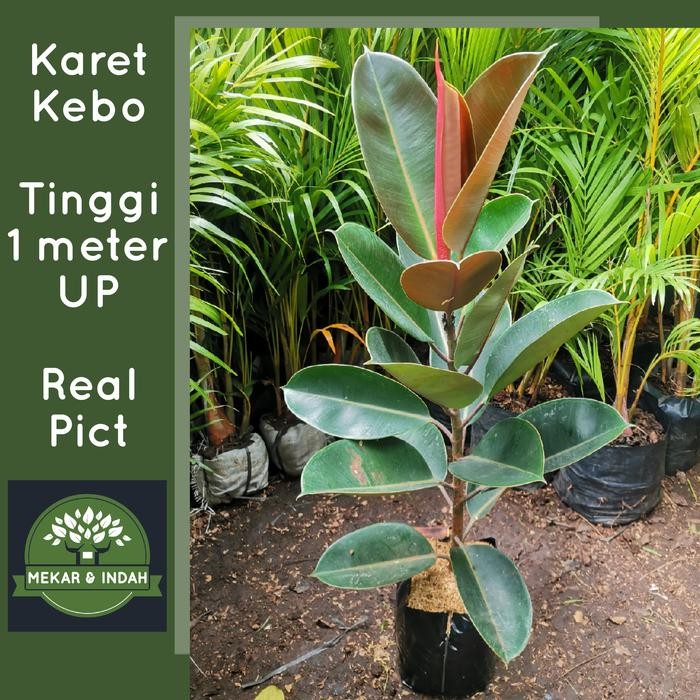 

tanaman hias karet kebo, pohon karet kebo, Ficus elastica