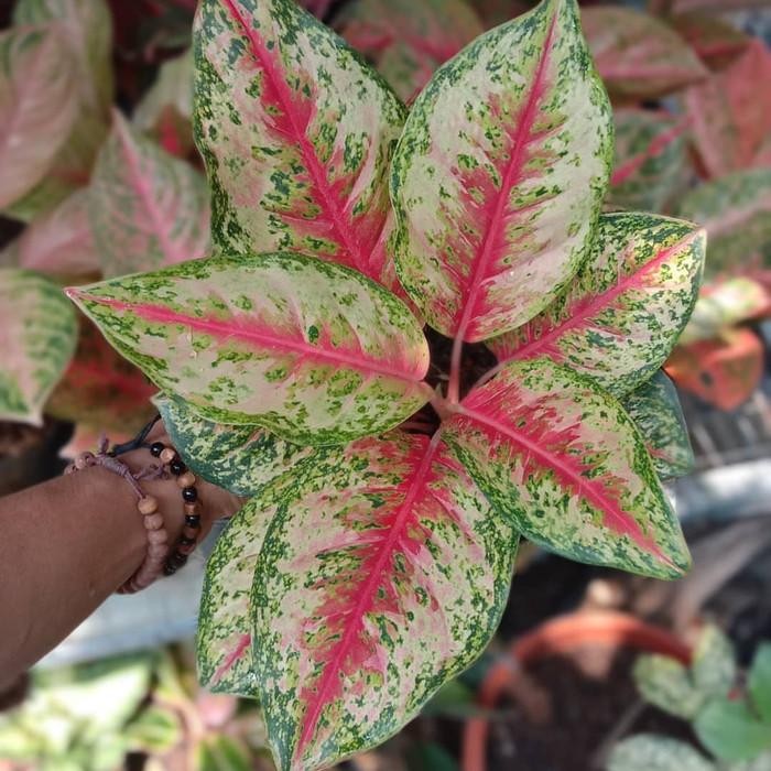 

tanaman hias aglonema swett dreams