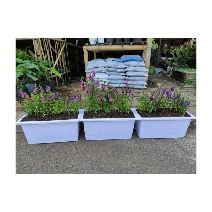 

Paket tanaman lavender pengusir nyamuk