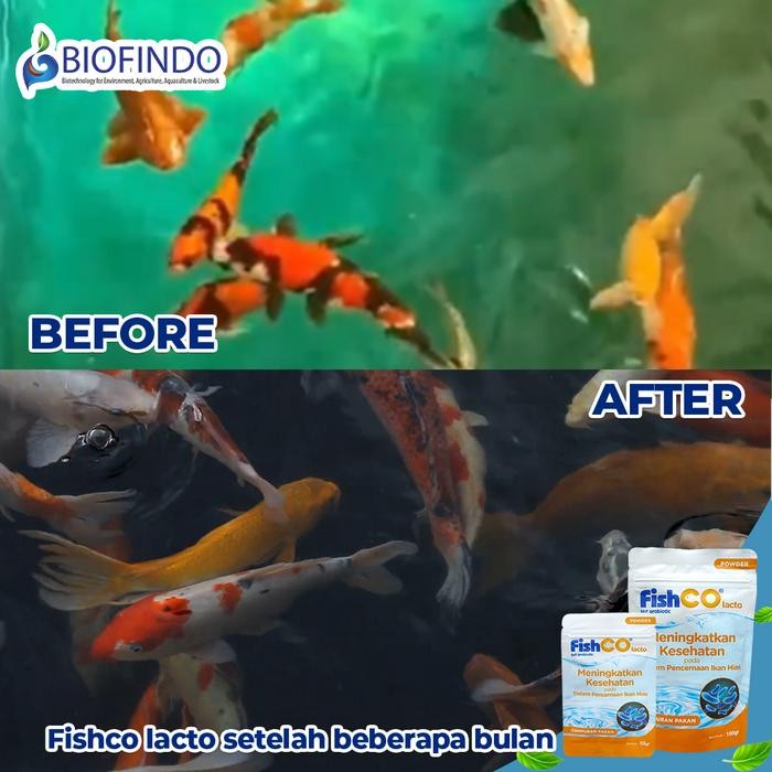 FISHCO AQUARIUM PROBIOTIK LACTO CAMPURAN PAKAN - BAKTERI STARTER 100GR