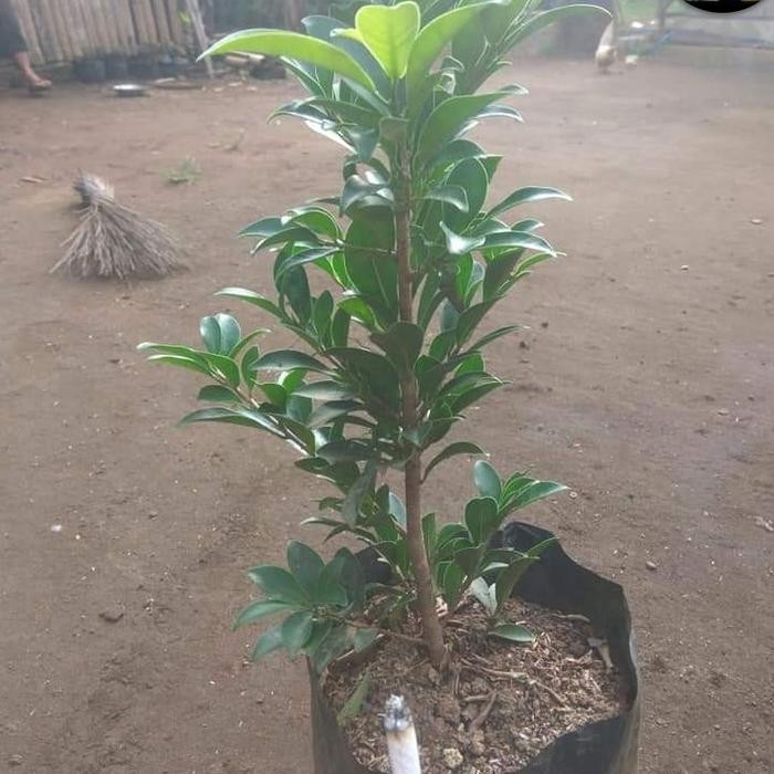 Jlterang Bahan Bonsai Beringin Elegan