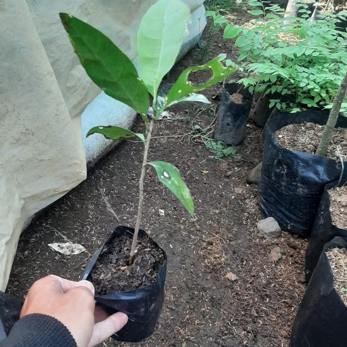 BERKUALITAS Bibit pohon cendana wangi/Tanaman kayu cendana