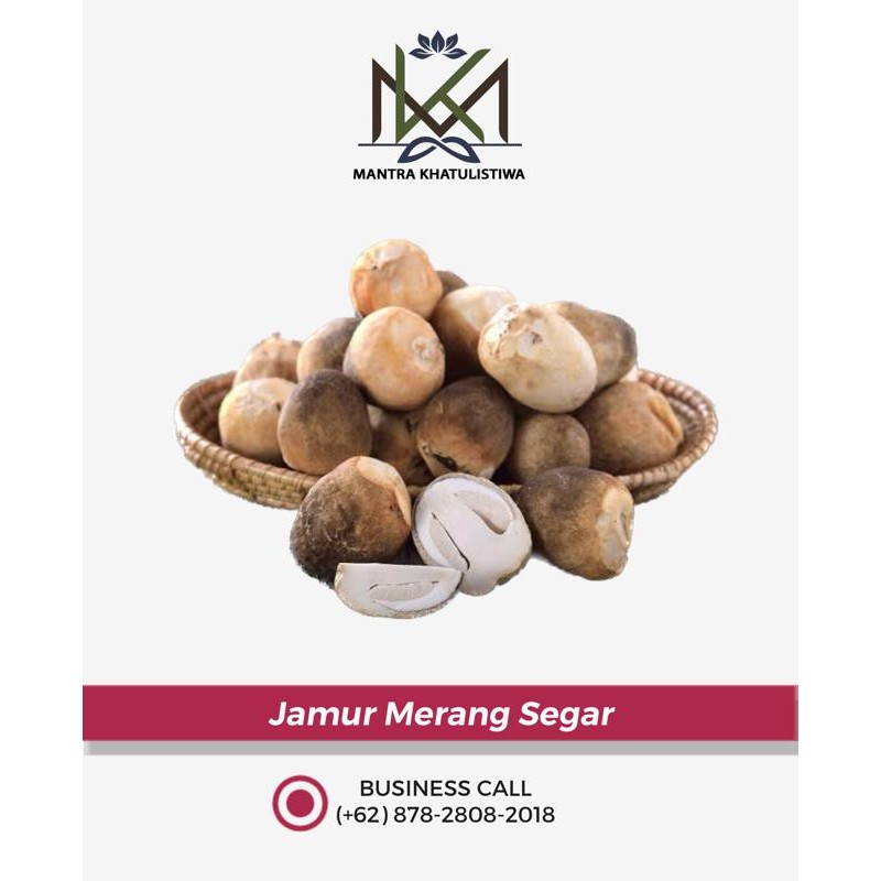 Pilihan- Jamur Merang Segar