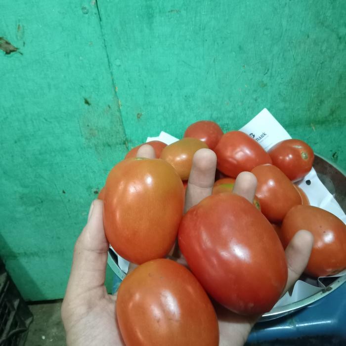 

Pilihan- Tomat Merah / Tomat Murah 1 Kg