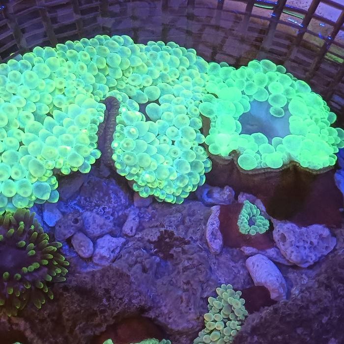 anemon jagung ijo ( rumah nemo )