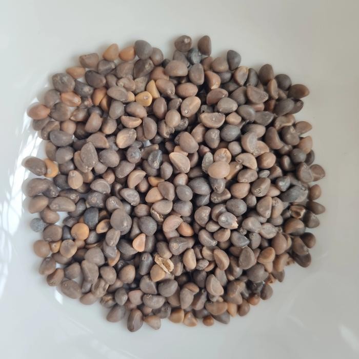 Benih Bibit Kangkung Organik 500Gr