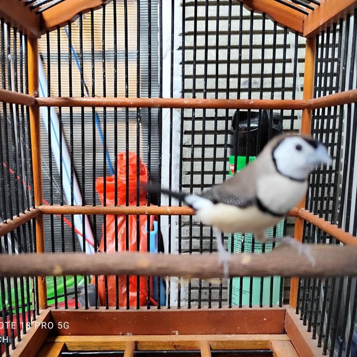 OWL FINCH JANTAN DUDA GANTENG