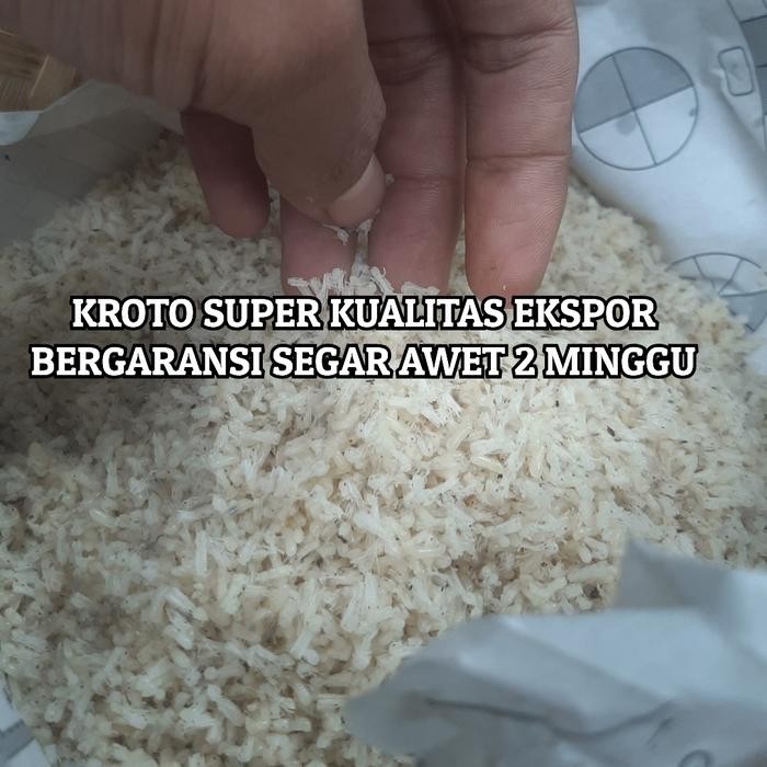 Kroto Super Bersih Tanpa Semut Kroto Baduy *Kroto Super Full Bersih Kering Instant* 1 Ons 100 Gram