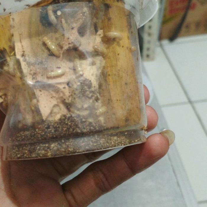 STOK TERBATAS  POA UMPAN PANCING RENGAS TERJANGKAU
