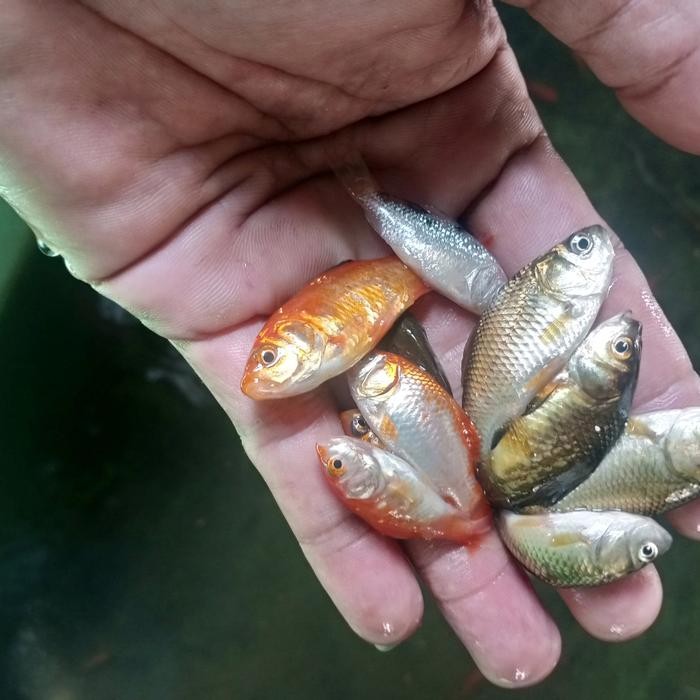 bibit mas umpan ikan pardator paket 50 ekr (TERBAIK) (TERBARU) (TERMURAH)