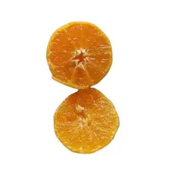 BIBIT POHON JERUK SANTANG MADU - BIBIT TANAMAN JERUK SANTANG MADU