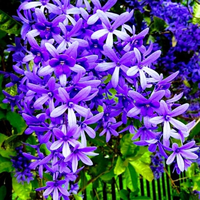 Bibit Bunga Wisteria Ungu Tanaman