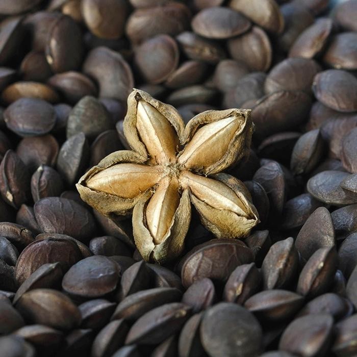 Eat,- Suka - Roasted Sacha Inchi / Kacang Sacha Inchi Panggang