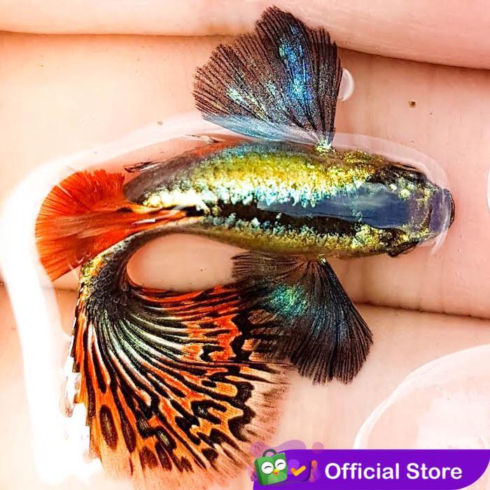 Guppy Platinum Red Mozaik / Ikan Hias Air Tawar Aquascape Terlaris
