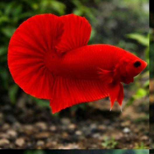 Bisa Grab Ikan Cupang Plakat Super Red Size M
