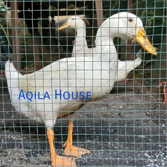 Ready Terlaris Bebek Peking Hidup Usia 2,5 Bulan Promo Murah