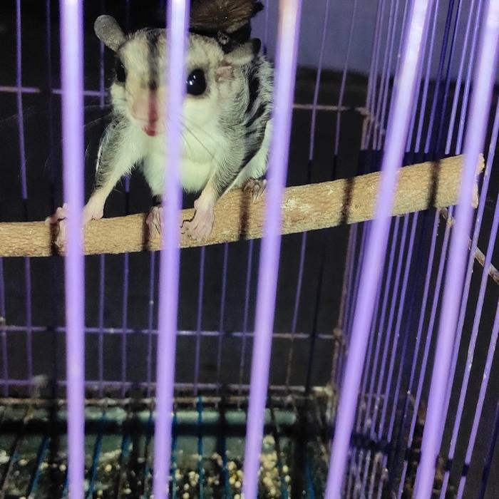 Ready Terlaris Tupai Terbang Promo Murah