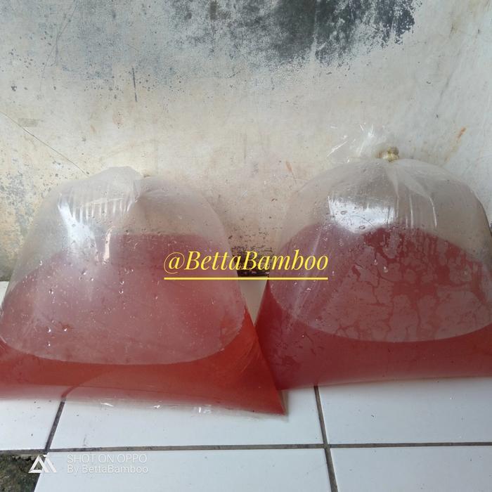 Kutir Kutu Air Hidup Segar & Bersih Gelasan Granita