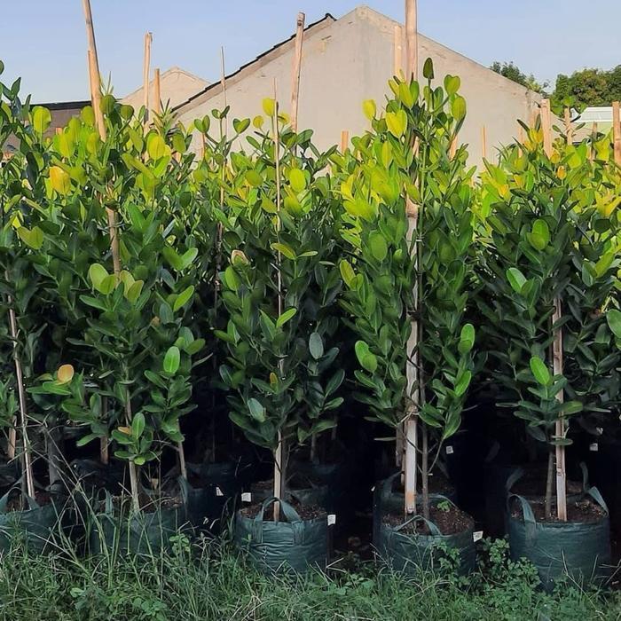 Rupa_Bagus Tanaman Garcinia Cambogdia - Garcinia Fukugi Tinggi Variasi