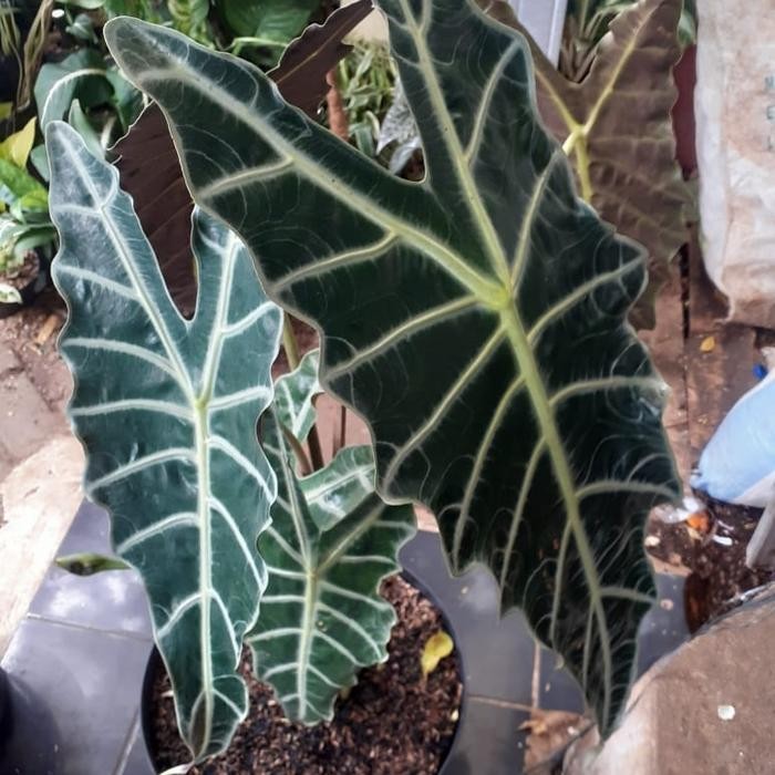 SM- tanaman hias keladi amazone rimbun / alocasia mazonica daun besar