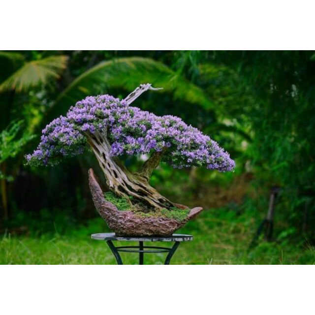 LIMITED EDITION TBonsai Tanaman bonsai kemuning super micro