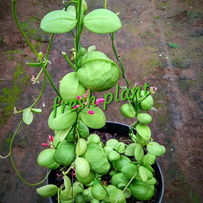 TERMURAH tanaman hias hoya pectinoides,dischidia pectinoides EJ456