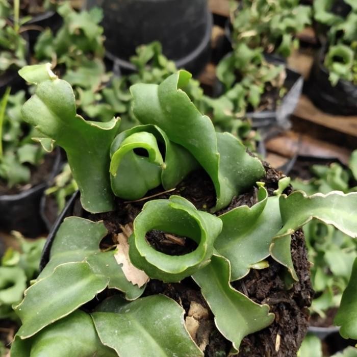 Tanaman Hias Gantung Wijaya Kusuma Keriting - Wijaya Kusuma Unik