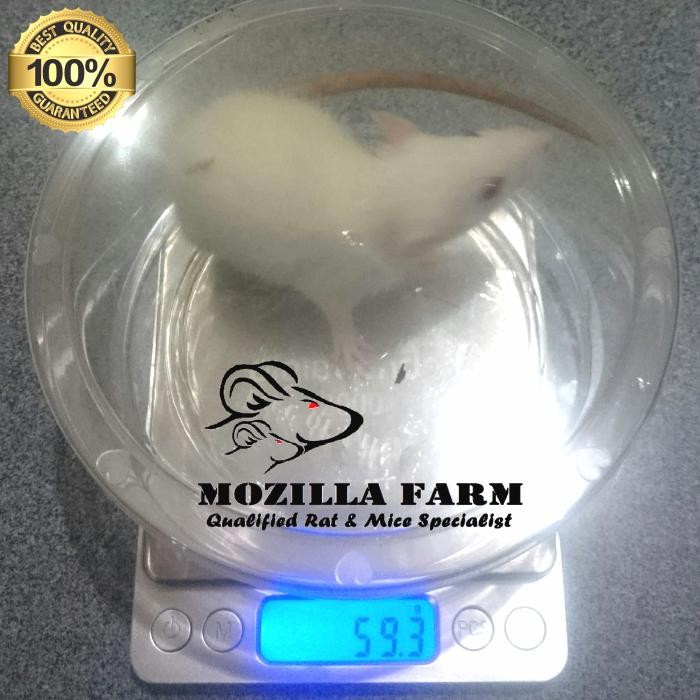 Pilihan- Hot Promo  Tikus Putih Jenis Rat Size Small Up ( 56-80 Gram )