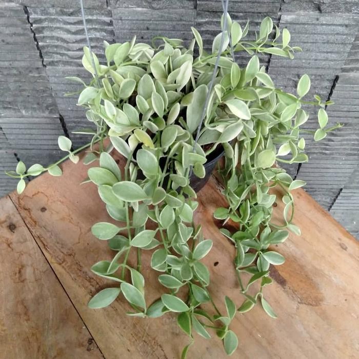 tanaman dischidia cascade + pot tawon