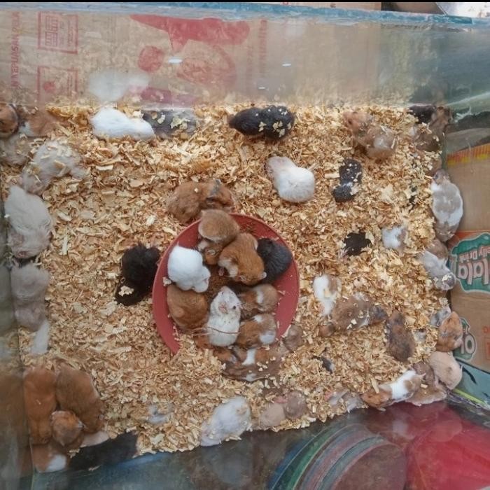 Terlaris Hamster winter white anakan SALE