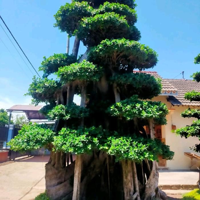 jual pohon beringin korea / bonsai beringin korea / bonsai beringin dolar fossil