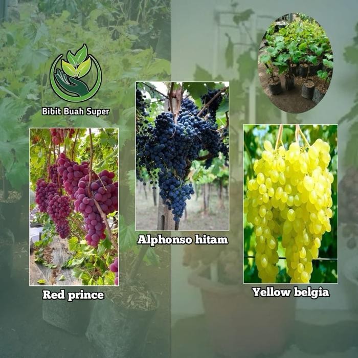 Paket bibit tanaman Anggur super manis Grade A dapat 3 varian jenis