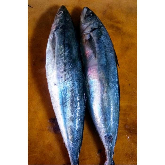 Instanbisa- Ikan Layang Cue Segar 1Kg