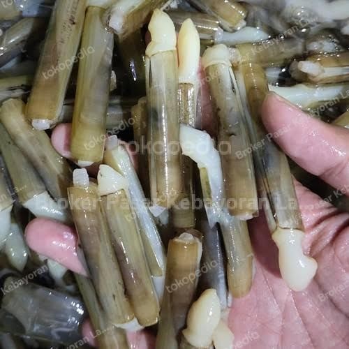 Instanbisa- Kerang Bambu Hidup Segar - 1Kg