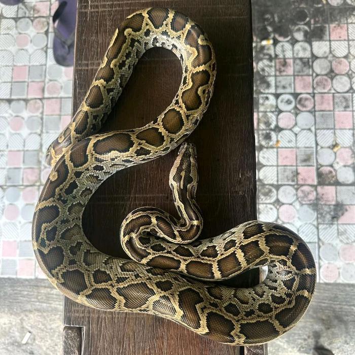 Python Molu Indian Rock Python. Size Baby Up 100Cm
