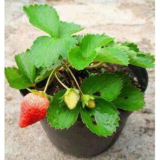 Benih Strawberry