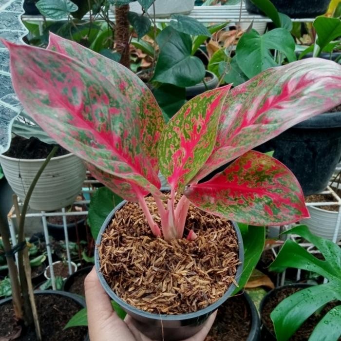 

aglaonema red stardust