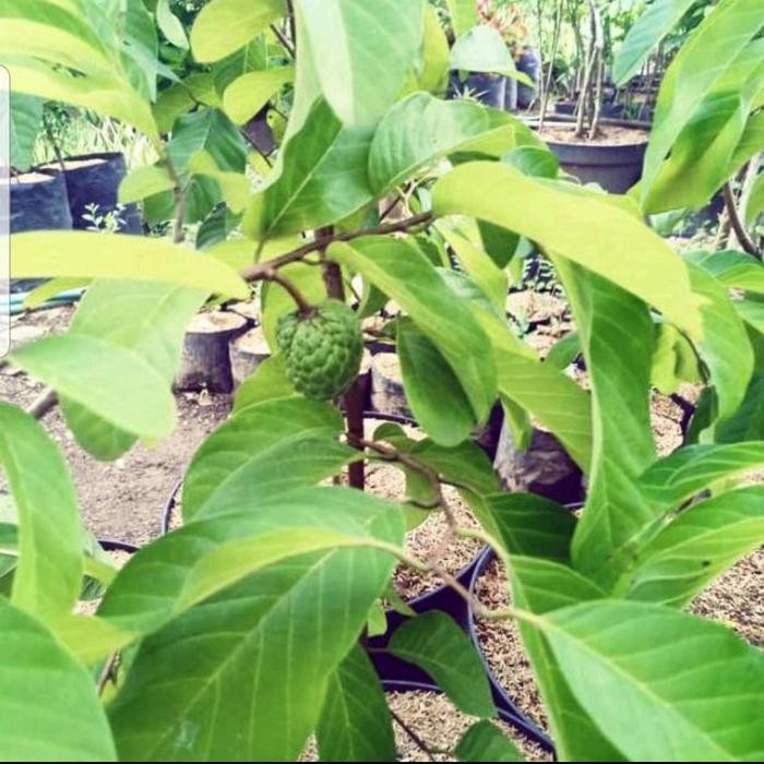 

tanaman buah srikaya // pohon buah srikaya