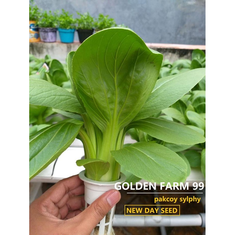 

Promo Nutrisi Hidroponik Ab Mix Premium Gofarm99 - 5 Liter (A Dan B) Untuk Sayur Daun - Tanaman